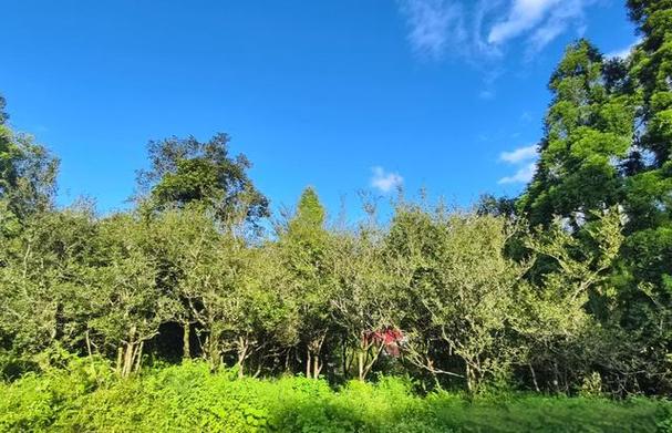 山村重生之超级古茶树