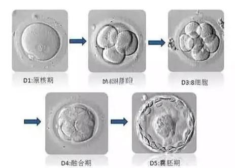 胚胎有碎片怎么解决