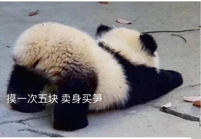 我来卖身了表情包截图