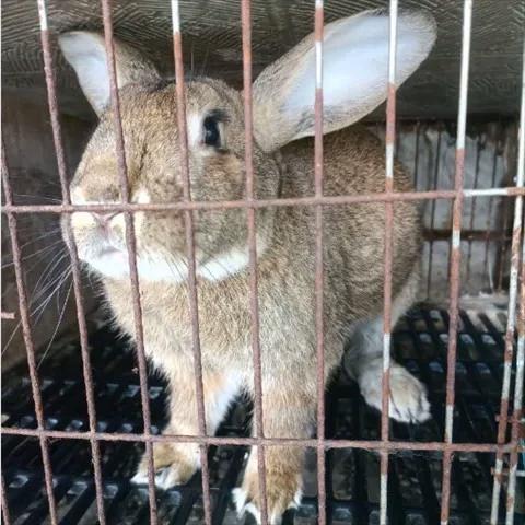 新西兰兔多少钱一只