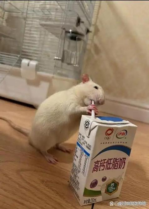 仓鼠不给吃喝能活几天