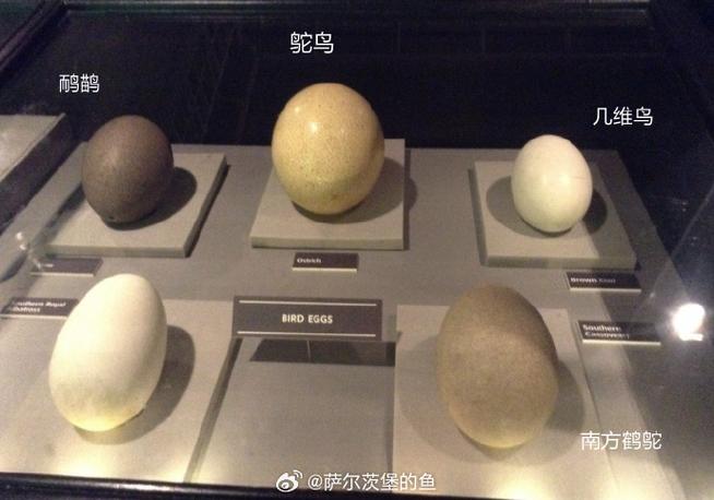 鸟蛋能吃吗