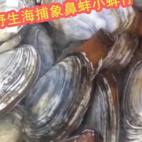 小蚌仔和象拔蚌的区别