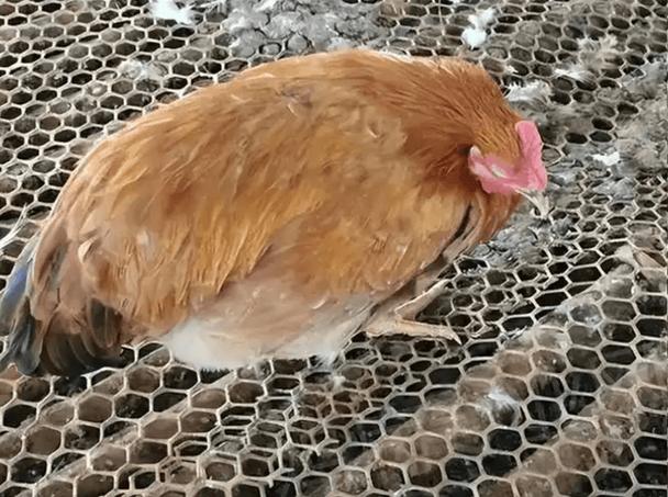小鸡疼有白色分泌物几天好