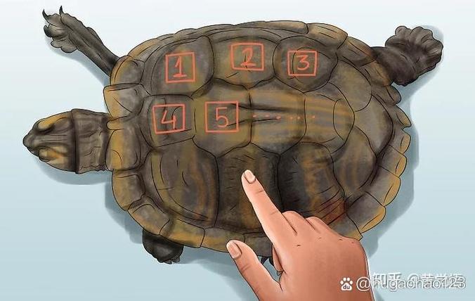 乌龟的健康判断方法游戏截图