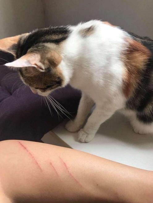 猫把墙纸抓烂怎么办