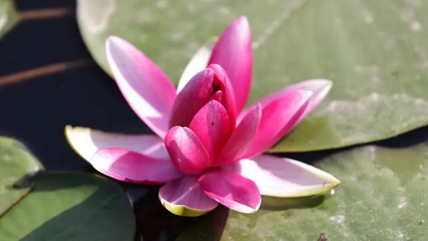 睡莲的生态学特征