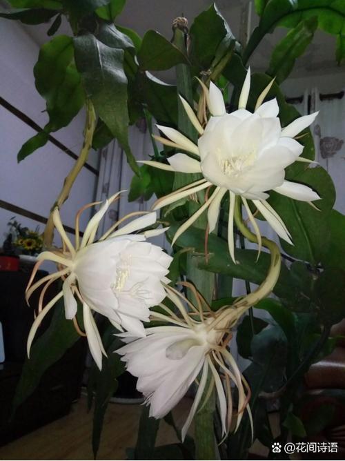 昙花什么时候开花