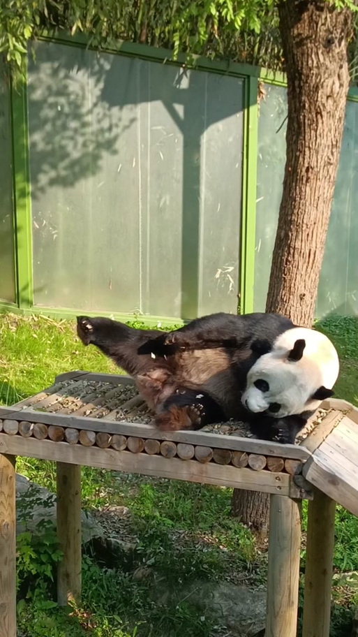河南哪个动物园有熊猫