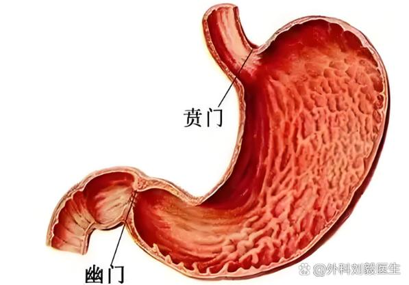 贲门念ben还是念pen缩略图