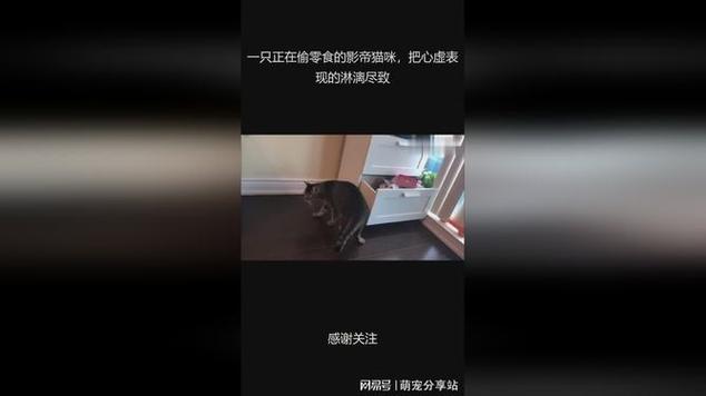 影帝要做家养喵免费