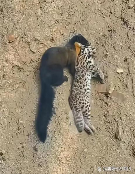猞猁打得过黄鼠狼吗