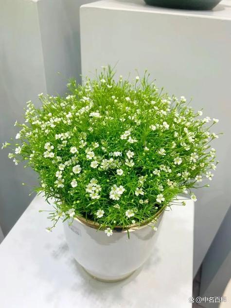 水养满天星几天换水