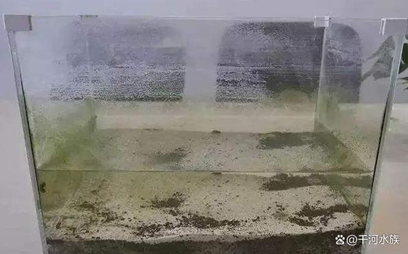 塑料鱼缸有水垢模糊了怎么办