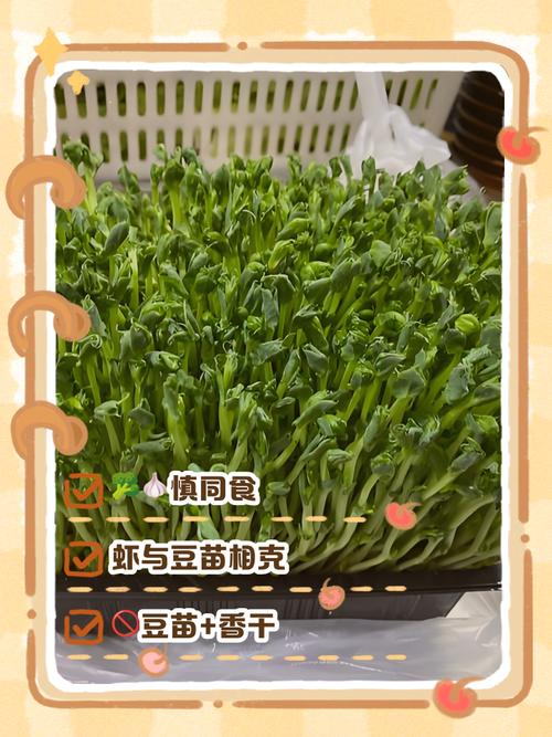 豌豆不能和什么一起吃