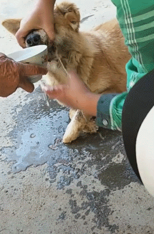 狗喝了肥皂水会死吗