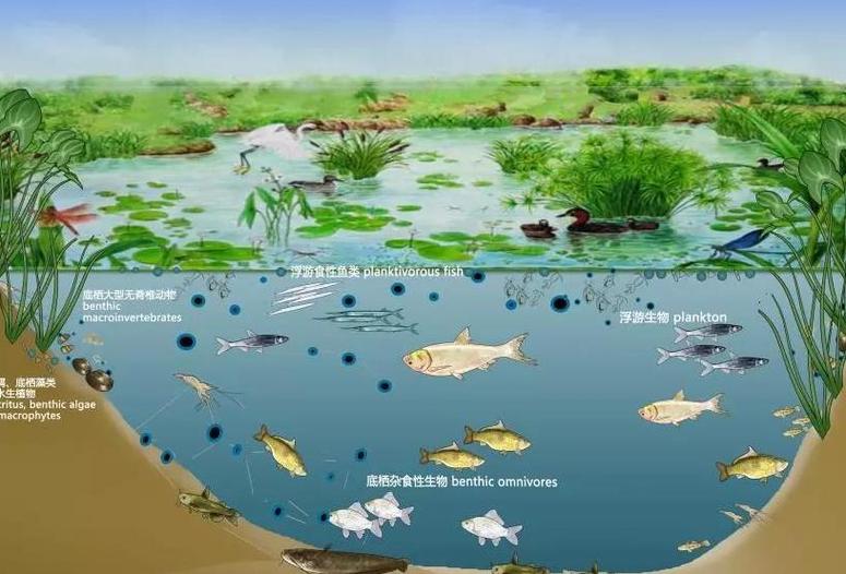 溪流缸生态系统中的非生物物质和能