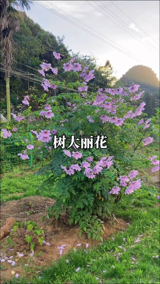 树大丽花百度百科