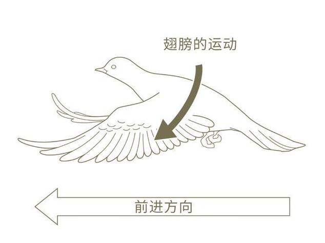 戴拿奥特曼第几集知道飞鸟是奥特曼缩略图