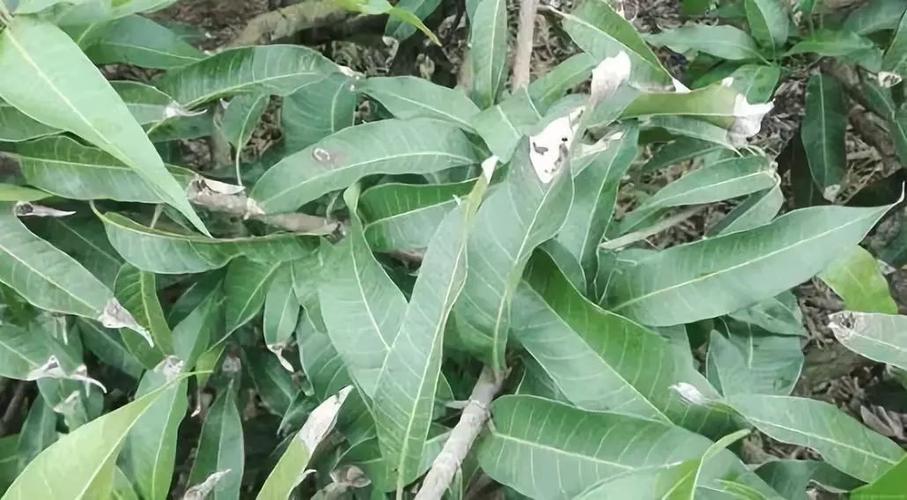 芒果树新出的叶子枯萎