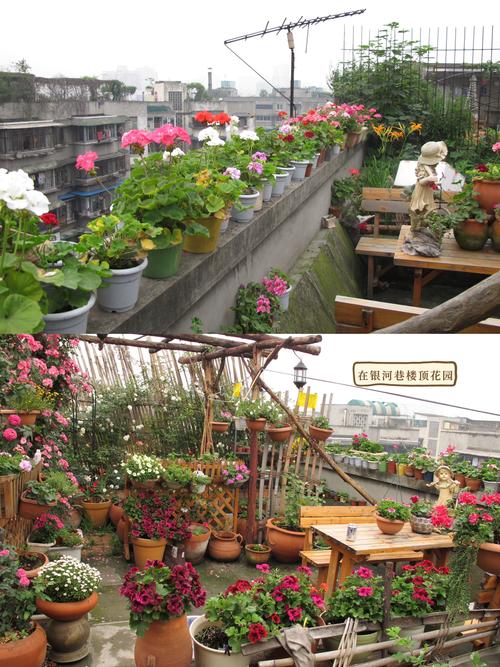 阳光花园种花赚钱