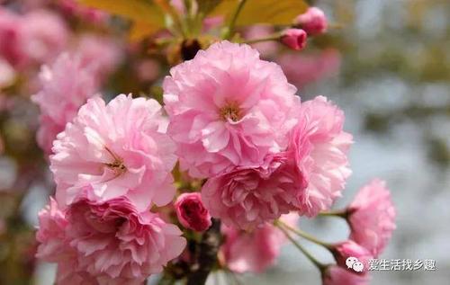 樱花寓意和花语