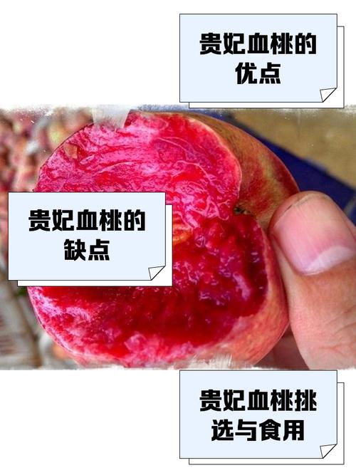 百度红桃解说
