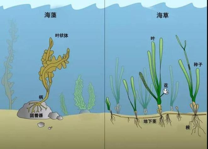 海藻和海草一样吗