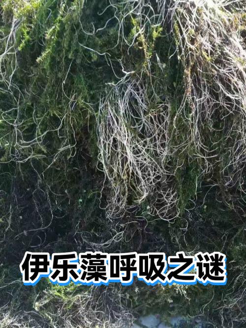 一爬山就很累喘不过气咋回事缩略图
