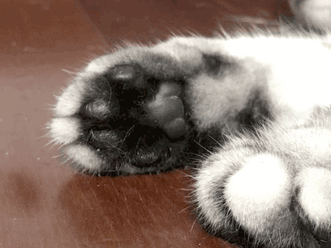 猫爪源地址截图