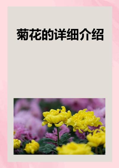 关于菊花的资料