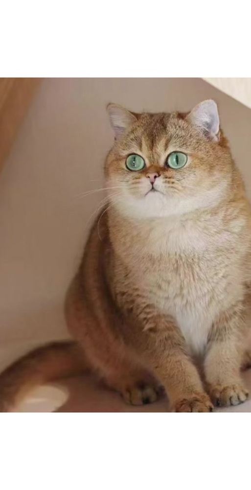 寄养猫咪