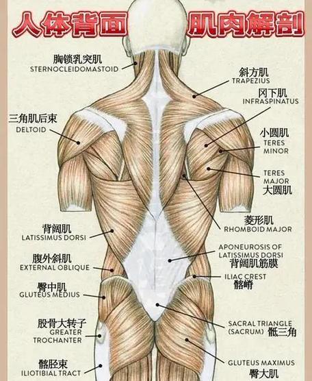 怎么能练出肌肉