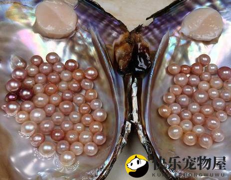 普通河蚌会长珍珠吗图标