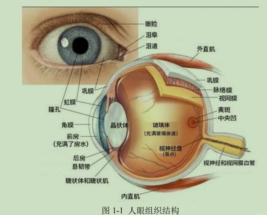 眼球脏了怎么清理