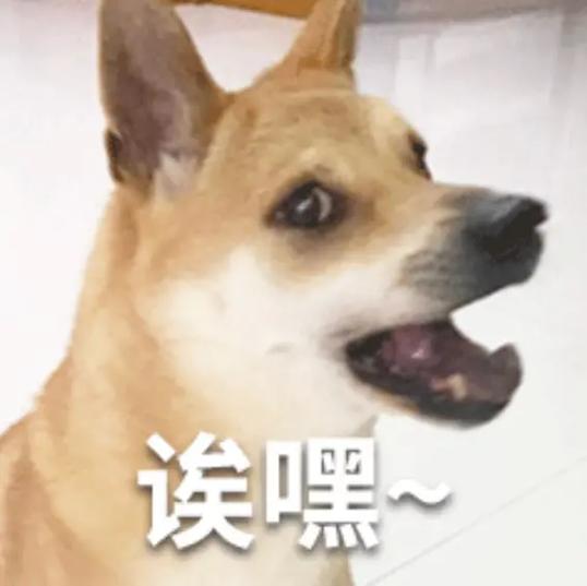 你惹她干嘛她全宗门都修狗道