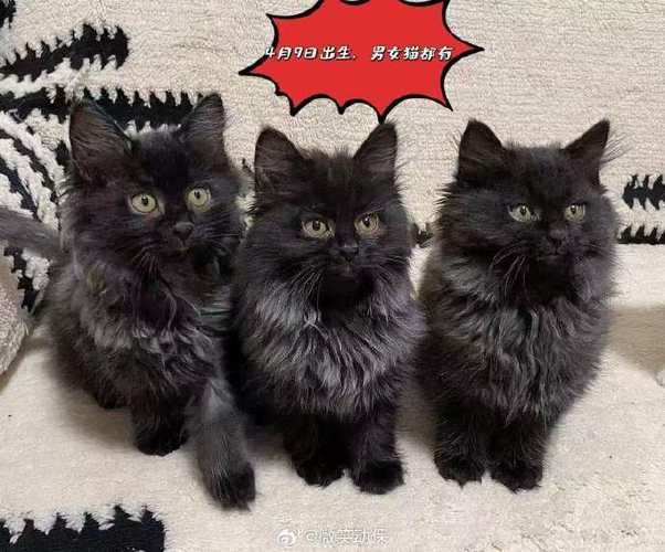 黑猫最旺三个主人截图