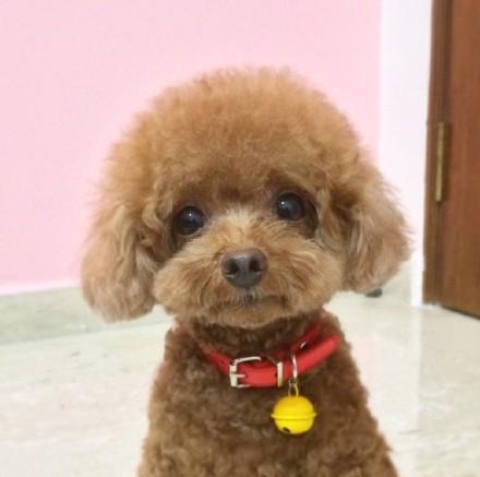 小泰迪狗一只50元
