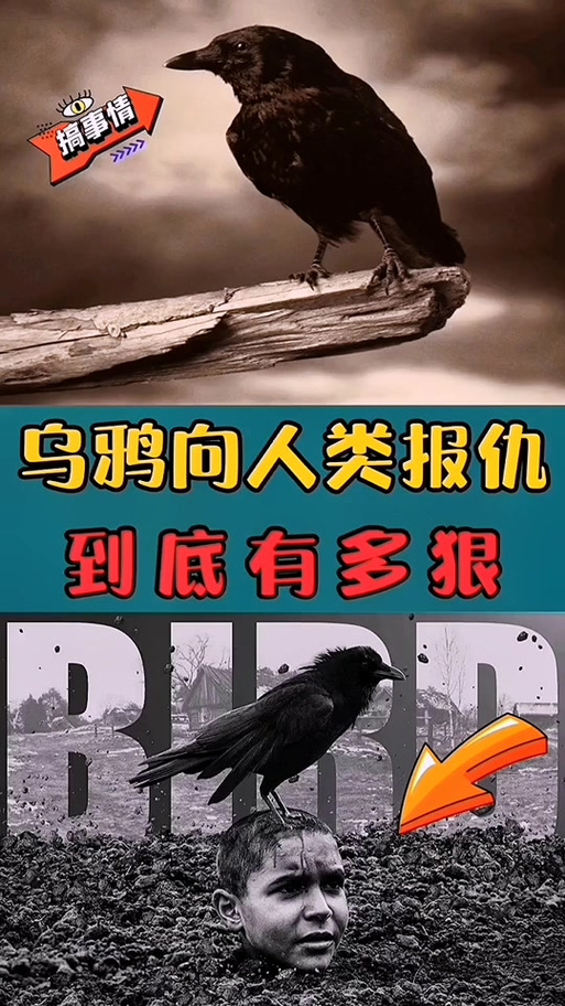 被乌鸦记仇怎么办