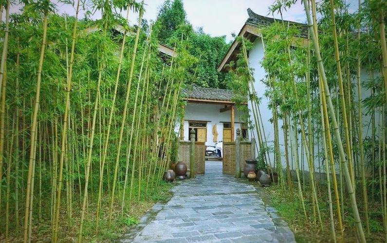 农村大门前有竹林好吗截图