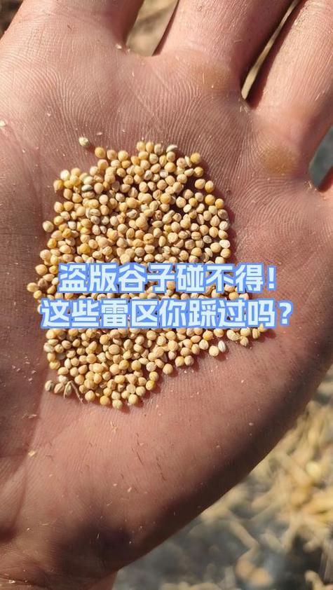 谷子为什么不能买盗版
