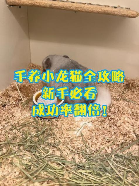 龙猫刚买回来注意事项
