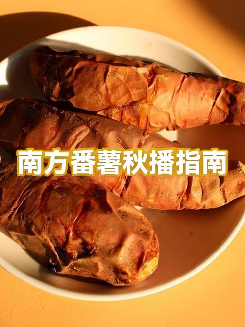 番薯网缩略图