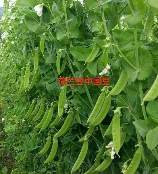 荷兰豆是芸豆吗