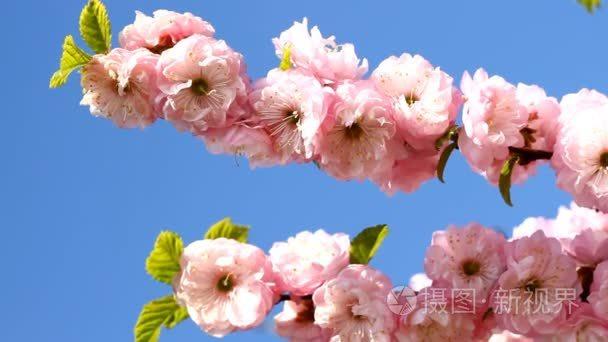 樱花短视频软件功能说明