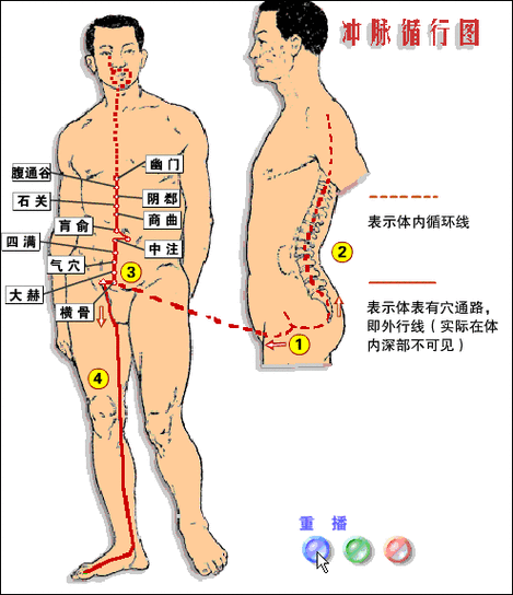 经络3d动态循行图