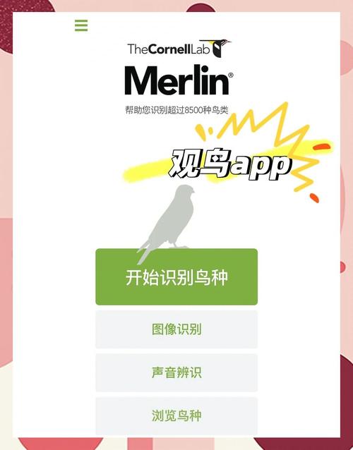 有一个小鸟的软件叫什么