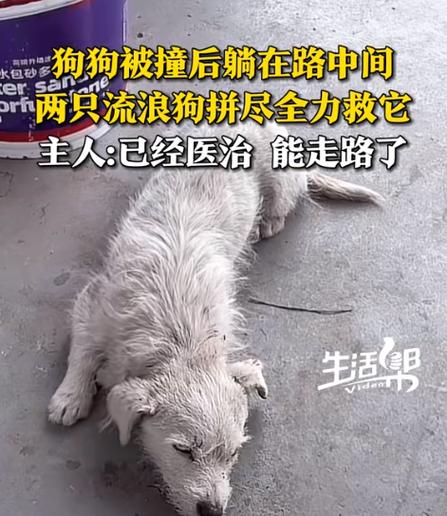 狗说话是怎么回事缩略图