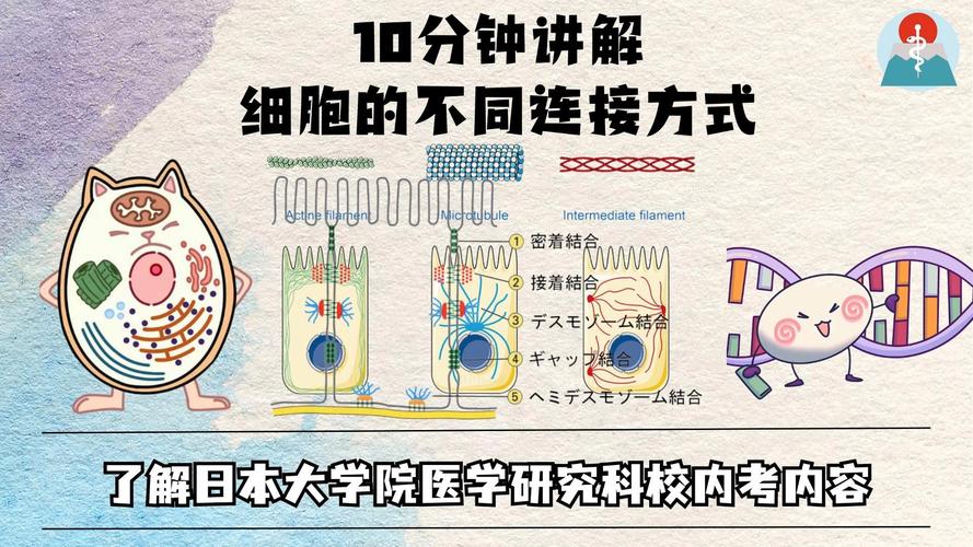 细胞连接的三种方式