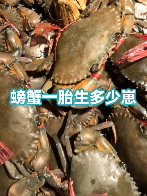 一只母蟹能生多少只小蟹?